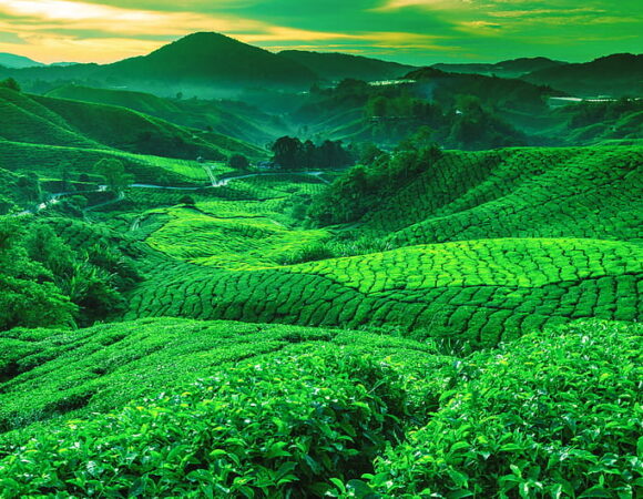 Darjeeling Tea Garden Off Beat Tour