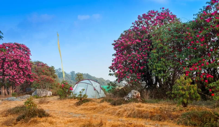 The Barsey Rhododendron Sanctuary Hike