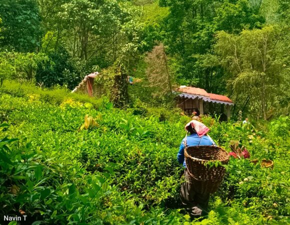 Tathagata Farm